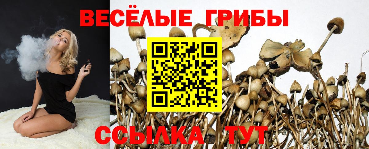 Псилоцибиновые грибы Psilocybe Усть-Лабинск